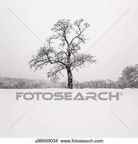 Ukraine, Dnepropetrovsk region, Dnepropetrovsk city, Single tree in winter scenery View Large Photo Image Picture - Ukraine, Dnepropetrovsk region, Dnepropetrovsk city, Single tree in winter scenery. Fotosearch