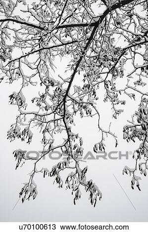 Ukraine, Dnepropetrovsk region, Dnepropetrovsk city, Snow-covered tree branch View Large Photo Image Stock Image - Ukraine, Dnepropetrovsk region, Dnepropetrovsk city, Snow-covered tree branch. Fotosearch