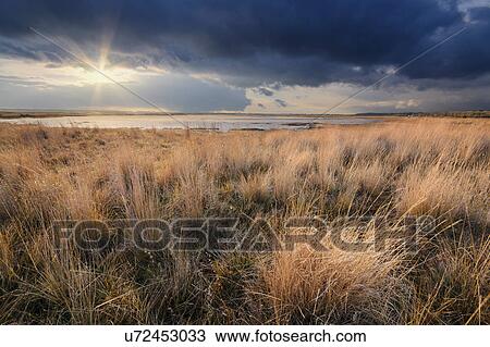 Stock Image - Ukraine, Dnepropetrovsk Region, Novomoskovskiy District, Grassy shore by Lake Soleniy Lyman at sunset. Fotosearch
