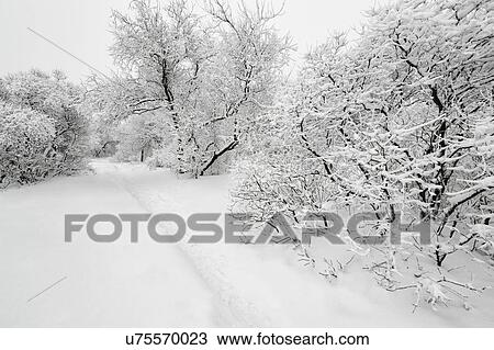 Stock Image - Ukraine, Dnepropetrovsk region, Dnepropetrovsk city, Snow-covered trees in park. Fotosearch