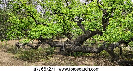 Ukraine, Dnepropetrovsk region, Novomoskovsk district, Green Oak (Quercus) tree View Large Photo Image Stock Image - Ukraine, Dnepropetrovsk region, Novomoskovsk district, Green Oak (Quercus) tree. Fotosearch