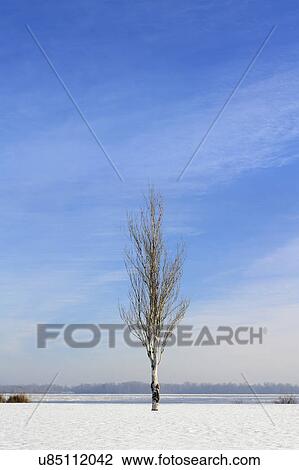 Ukraine, Dnepropetrovsk region, Dnepropetrovsk city, Lone birch tree in winter landscape View Large Photo Image Stock Image - Ukraine, Dnepropetrovsk region, Dnepropetrovsk city, Lone birch tree in winter landscape. Fotosearch