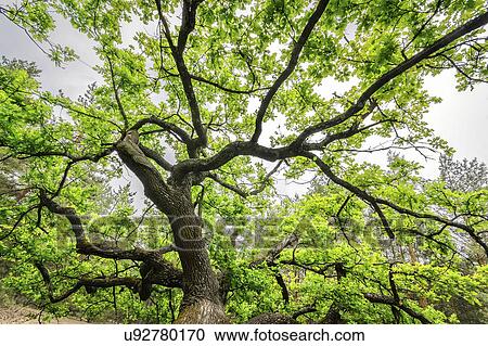 Stock Image - Ukraine, Dnepropetrovsk region, Novomoskovsk district, Oak (Quercus) tree. Fotosearch