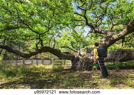 Ukraine, Dnepropetrovsk region, Novomoskovsk district, Man standing next to Oak (Quercus) tree View Large Photo Image Stock Image - Ukraine, Dnepropetrovsk region, Novomoskovsk district, Man standing next to Oak (Quercus) tree. Fotosearch