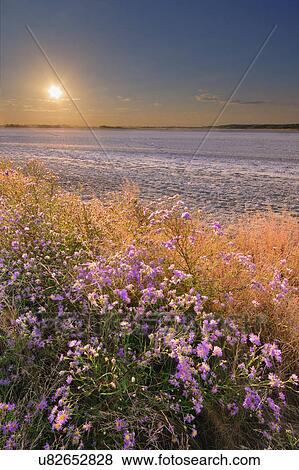 Ukraine, Dnepropetrovsk Region, Novomoskovskiy District, Lake Soleniy Lyman, Purple flowers by desert at sunset View Large Photo Image Stock Photo - Ukraine, Dnepropetrovsk Region, Novomoskovskiy District, Lake Soleniy Lyman, Purple flowers by desert at sunset. Fotosearch