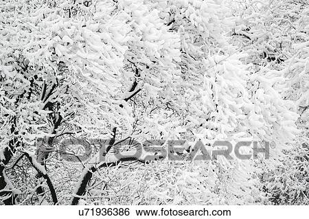 Ukraine, Dnepropetrovsk region, Dnepropetrovsk city, Close-up of frozen tree branches View Large Photo Image Stock Photograph - Ukraine, Dnepropetrovsk region, Dnepropetrovsk city, Close-up of frozen tree branches. Fotosearch
