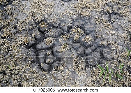 Stock Photography - Ukraine, Dnepropetrovsk Region, Novomoskovskiy District, Lake Soleniy Lyman, Overhead view of plants and soil. Fotosearch