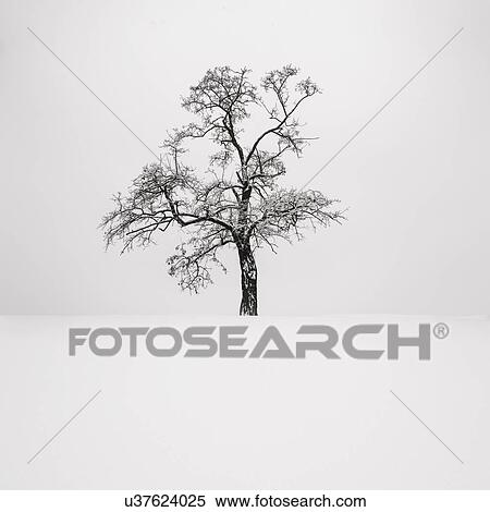 Stock Photography - Ukraine, Dnepropetrovsk region, Dnepropetrovsk city, Single tree in winter. Fotosearch