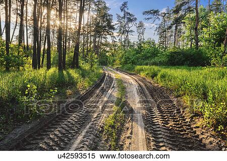 Ukraine, Dnepropetrovsk region, Novomoskovsk district, Tire tracks on dirt road in forest View Large Photo Image Stock Photography - Ukraine, Dnepropetrovsk region, Novomoskovsk district, Tire tracks on dirt road in forest. Fotosearch