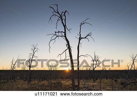 USA, Colorado, Burnt trees on Chapin Mesa in Mesa Verde National Park at sunrise View Large Photo Image Stock Image - USA, Colorado, Burnt trees on Chapin Mesa in Mesa Verde National Park at sunrise. Fotosearch