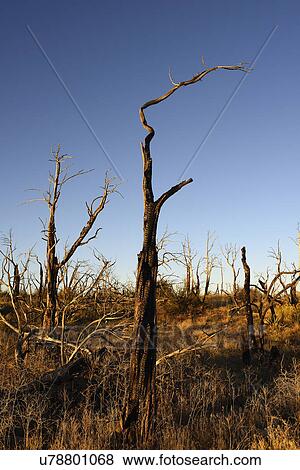 USA, Colorado, Burnt trees on Wetherill Mesa in Mesa Verde National Park View Large Photo Image Stock Photo - USA, Colorado, Burnt trees on Wetherill Mesa in Mesa Verde National Park. Fotosearch