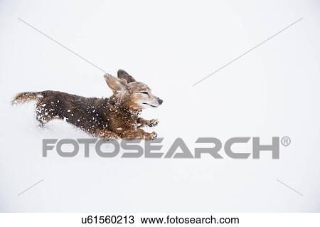 Stock Image - USA, Colorado, Dachshund running in snow at winter. Fotosearch
