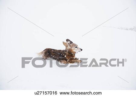 USA, Colorado, Dachshund running in snow at winter View Large Photo Image Stock Photograph - USA, Colorado, Dachshund running in snow at winter. Fotosearch