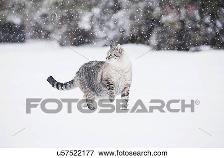 USA, Colorado, Grey cat walking in snow View Large Photo Image Stock Photo - USA, Colorado, Grey cat walking in snow. Fotosearch