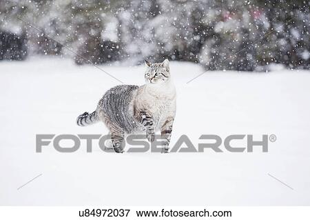 Stock Photo - USA, Colorado, Grey cat walking in snow. Fotosearch