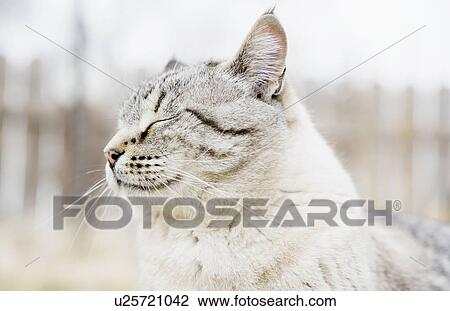 USA, Colorado, Portrait of grey cat with closed eyes View Large Photo Image Stock Image - USA, Colorado, Portrait of grey cat with closed eyes. Fotosearch