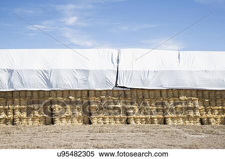 Stock Photography - USA, Colorado, Stack of hay covered with tarpaulin. Fotosearch