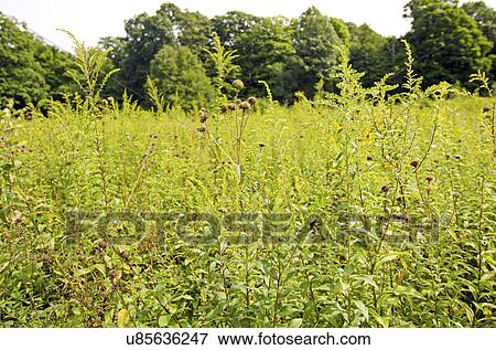 USA, New York, Hudson Valley, High Falls, Grass and trees View Large Photo Image Stock Photo - USA, New York, Hudson Valley, High Falls, Grass and trees. Fotosearch
