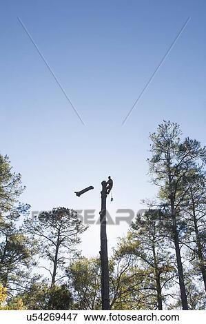 Stock Photo - USA, North Carolina, Silhouette of man cutting down tree. Fotosearch