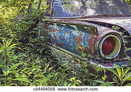 USA, Rural Georgia, Abandoned car overgrown with weeds View Large Photo Image Stock Photo - USA, Rural Georgia, Abandoned car overgrown with weeds. Fotosearch