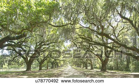 Stock Image - USA, South Carolina, Mount Pleasant, Treelined road. Fotosearch