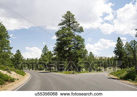 Stock Photo - USA, Utah, Empty forked road in Bryce Canyon National Park. Fotosearch