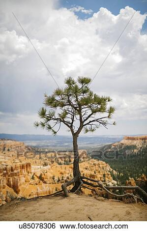 Stock Photograph - USA, Utah, Single tree in Bryce Canyon National Park. Fotosearch