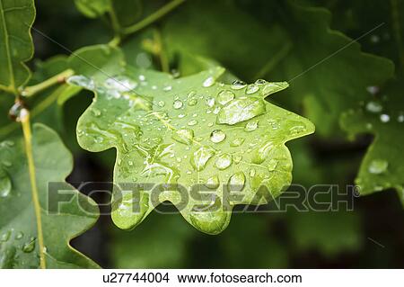 Picture - Water drop on green Oak (Quercus) leaf. Fotosearch