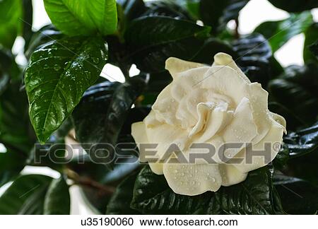 Wet Gardenia flower View Large Photo Image Stock Image - Wet Gardenia flower. Fotosearch