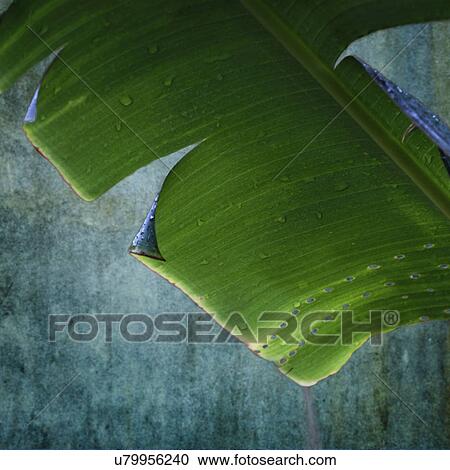 Stock Image - Wet palm leaf. Fotosearch