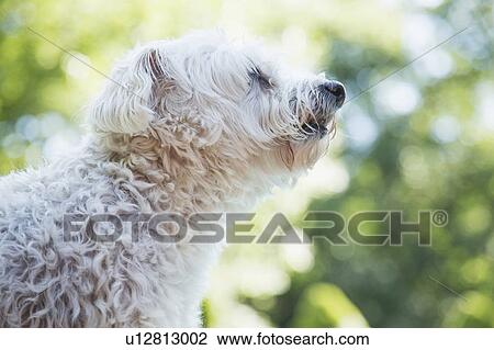 White dog smelling air View Large Photo Image Stock Image - White dog smelling air. Fotosearch