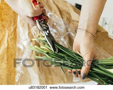 Woman cutting flower stems View Large Photo Image Stock Image - Woman cutting flower stems. Fotosearch