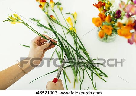 Woman cutting flowers View Large Photo Image Stock Image - Woman cutting flowers. Fotosearch