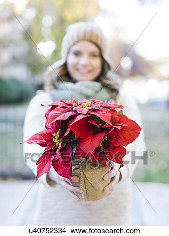 Picture - Woman holding poinsettia. Fotosearch