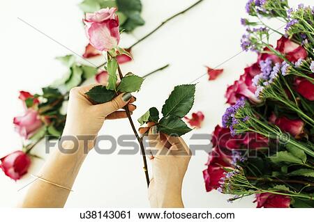 Stock Image - Woman holding rose. Fotosearch