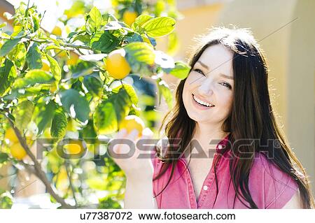 Woman picking oranges View Large Photo Image Stock Image - Woman picking oranges. Fotosearch