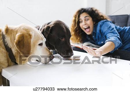 Woman screaming on dogs licking food on table View Large Photo Image Stock Image - Woman screaming on dogs licking food on table. Fotosearch