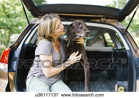 Stock Photo - Woman stroking Labrador Retriever in car trunk. Fotosearch