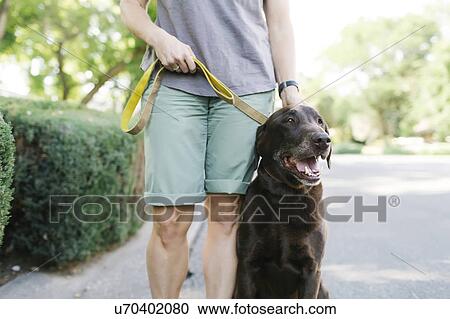 Stock Image - Woman walking with Labrador Retriever. Fotosearch