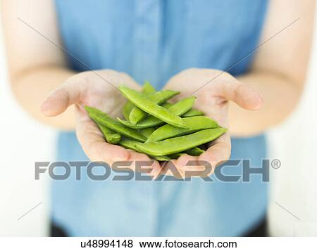 Woman wearing blue top holding sugar snap peas View Large Photo Image Stock Photo - Woman wearing blue top holding sugar snap peas. Fotosearch