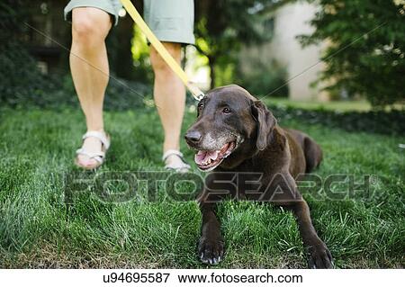 Woman with Labrador Retriever on leash View Large Photo Image Stock Photo - Woman with Labrador Retriever on leash. Fotosearch