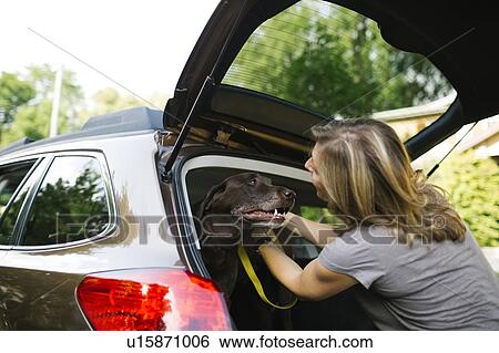 Stock Photograph - Woman with Labrador Retriever on leash in car trunk. Fotosearch