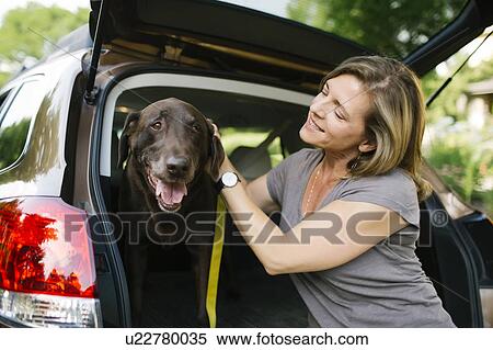 Woman with Labrador Retriever on leash in car trunk View Large Photo Image Stock Photography - Woman with Labrador Retriever on leash in car trunk. Fotosearch