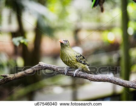 Stock Image - Yellow oriole (oriolus flavocinctus) perching on branch. Fotosearch