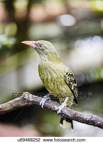 Stock Image - Yellow oriole (oriolus flavocinctus) perching on branch. Fotosearch