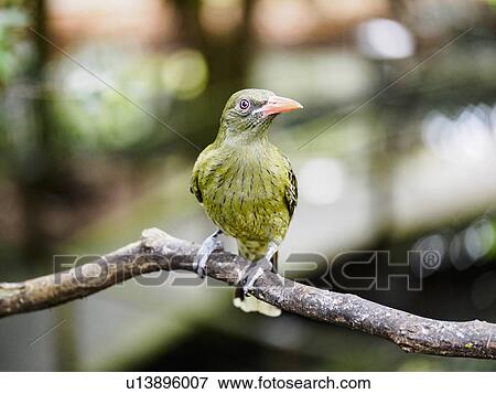 Stock Photo - Yellow oriole (oriolus flavocinctus) perching on branch. Fotosearch