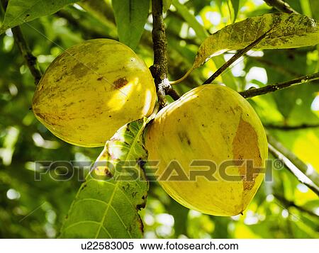 Stock Photography - Yellow sapote fruits hanging on tree. Fotosearch