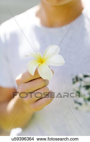 Picture - Young man with plumeria flower in hand. Fotosearch