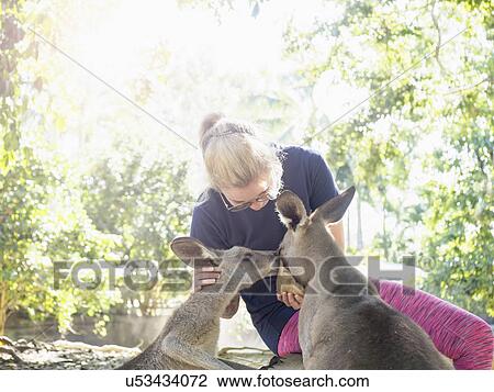 Stock Image - Young woman feeding Eastern grey kangaroos (Macropus giganteus). Fotosearch