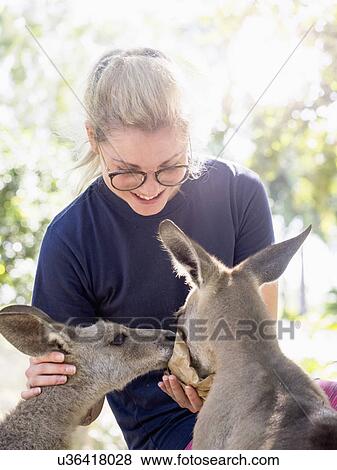 Stock Photo - Young woman feeding Eastern grey kangaroos (Macropus giganteus) and smiling. Fotosearch
